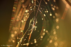Spindeln i nätet